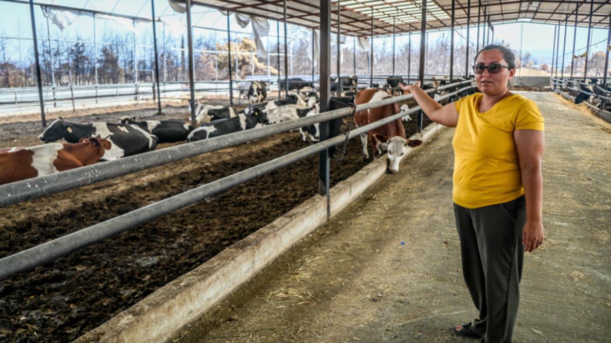 5 dönümlük çiftlik 5 dakikada kül oldu, gebe inekler diri diri yanarken doğum yaptı