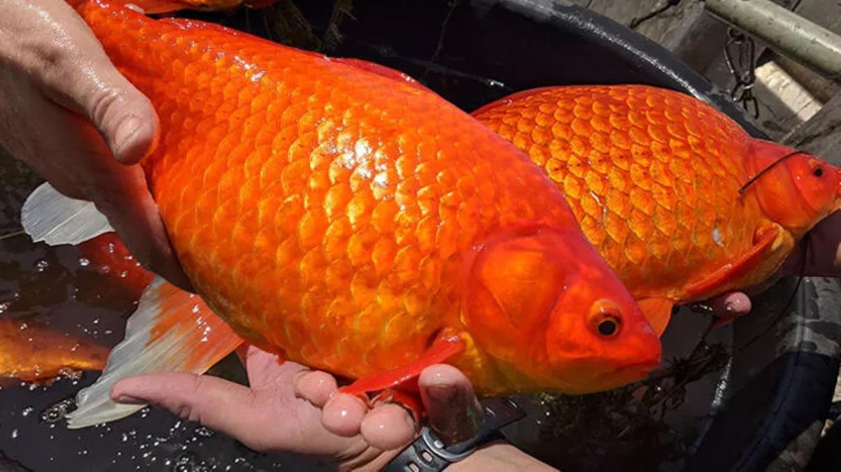 ABD'de göletlere bırakılan Japon balıkları istilacı türlere dönüştü! Sosyal medyadan uyarı yaptılar