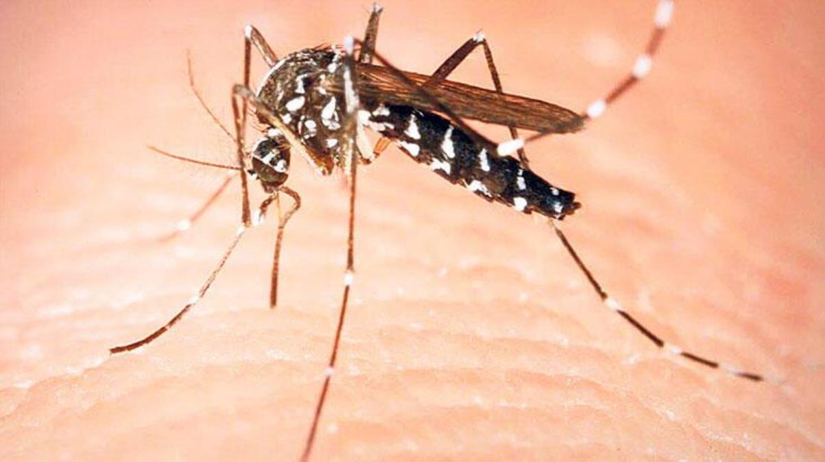 Asya kaplan sivrisineği, İstanbul'un yerleşik türleri arasına girdi