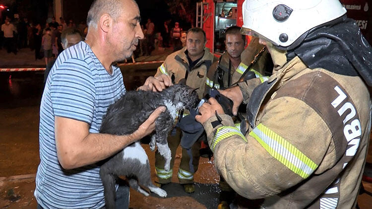 Ataşehir'de mermer atölyesindeki yangında kediyi itfaiye kurtardı