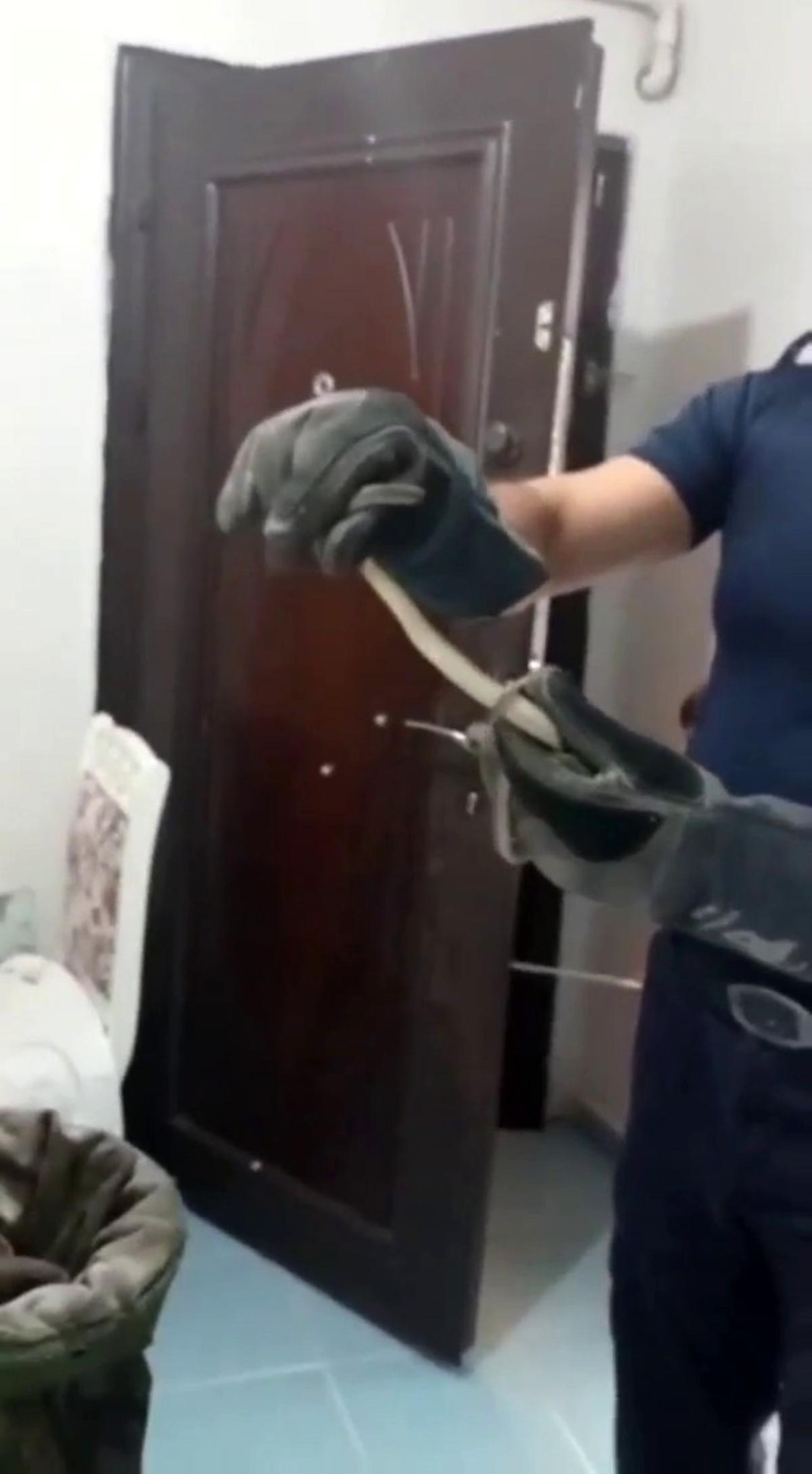 Avcılar'da evde yılan paniği