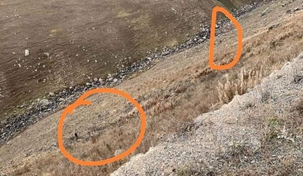 Ayı saldırısından uçuruma atlayarak kurtuldu