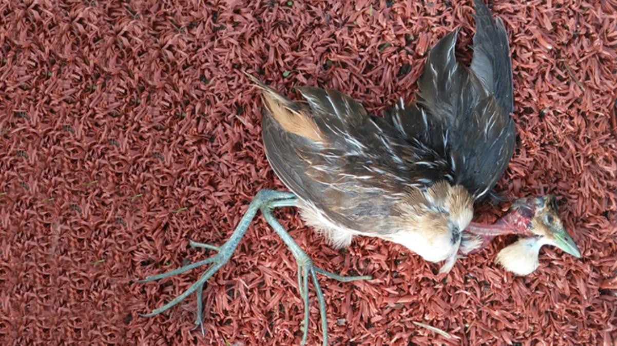 Bodrum'da ölü bulunan kuşun Türkiye'de ilk defa görülen 'Çizgili Yelve' olduğu belirlendi