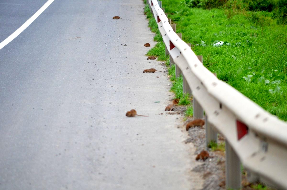 Bunlar da yol basan fareler