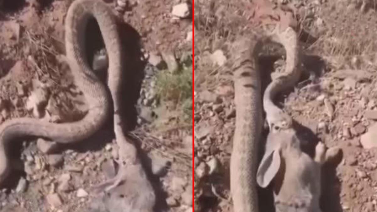 Çıngıraklı engerek yılanı tavşanı böyle avladı