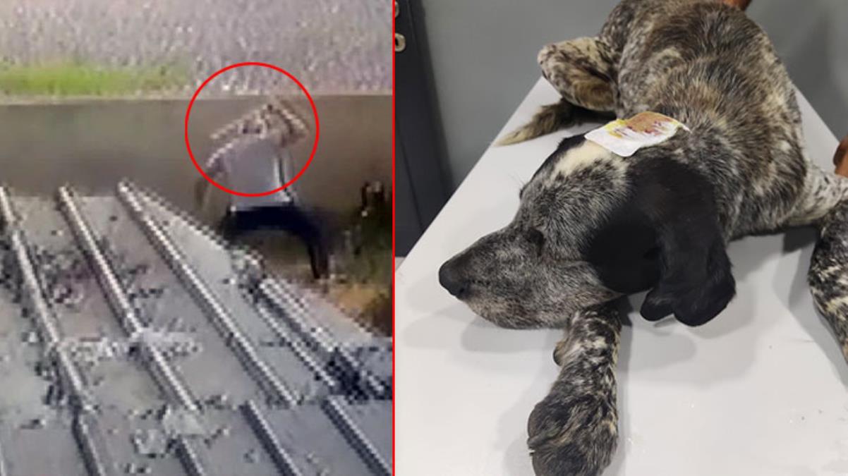 Civcivlerini kovaladığı gerekçesiyle sokak köpeği Duman'ı sopayla öldüresiye dövdü! İnsanlık dışı olay kamerada