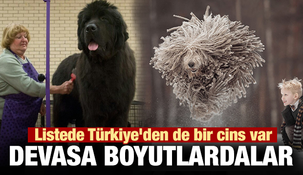 Devasa boyutlara sahip köpekler... Listede Türkiye'den de bir cins var