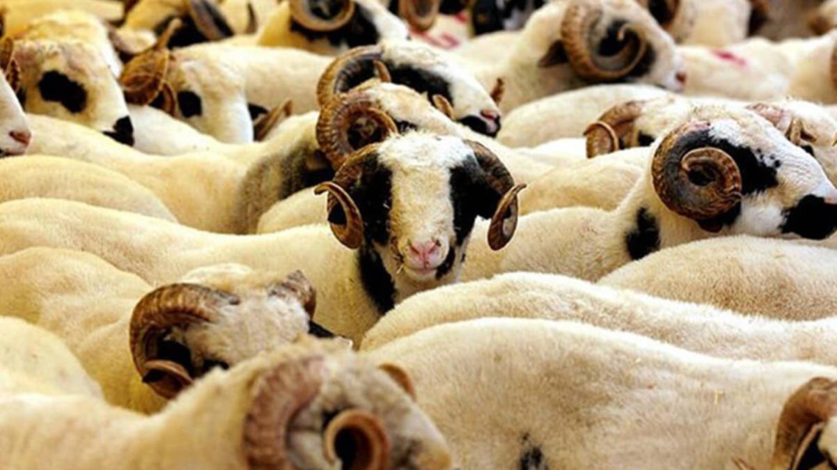 Diyanet'ten kredi kartıyla kurbanlık alanlara 'faizli işlemler yapmayın' uyarısı