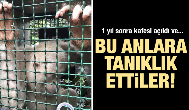Doğanın beyazları! Albino hayvanlar