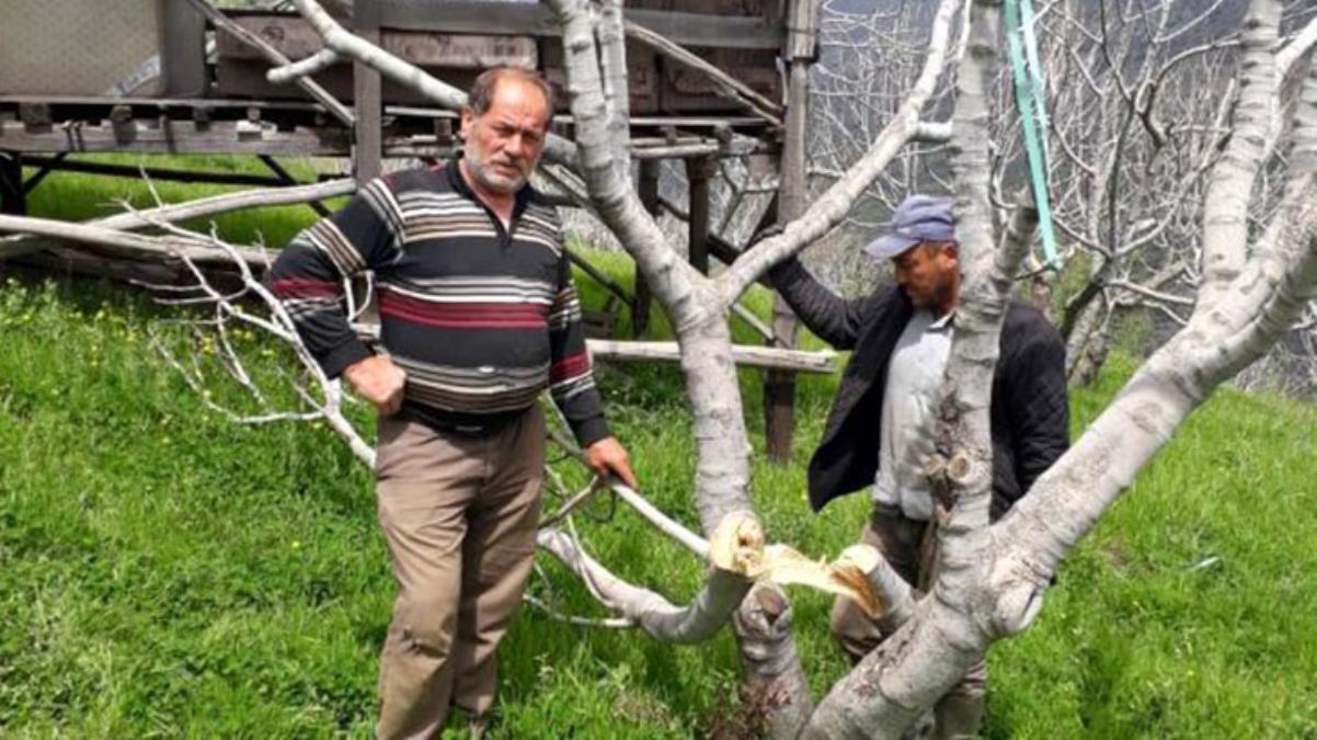 Dünyanın en kaliteli incirinin üretildiği bahçelere verilen zararı TEİAŞ görevlilerinin yaptığı ortaya çıktı