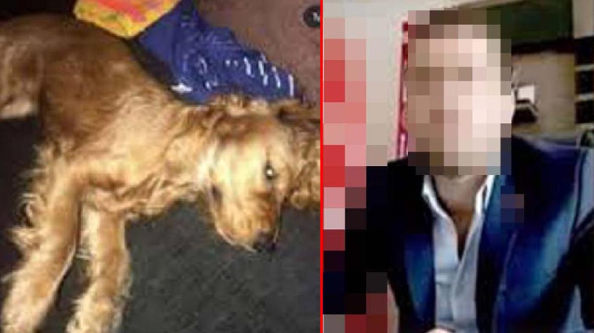 Emanet edilen köpeğe cinsel istismar suçuna 'sahipli mala zarar vermek'ten iddianame hazırlandı