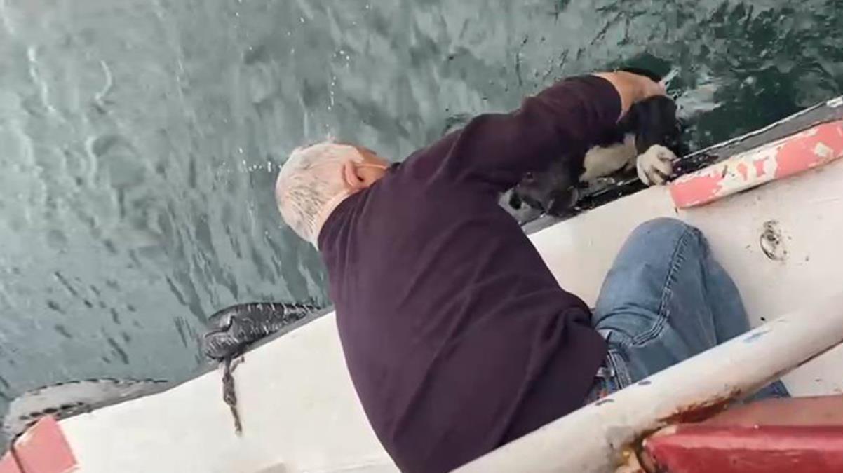 Haliç'te daha önce intihar girişiminde bulunan 2 kişiyi kurtaran kaptan, bu defa da denize düşen köpeği kurtardı