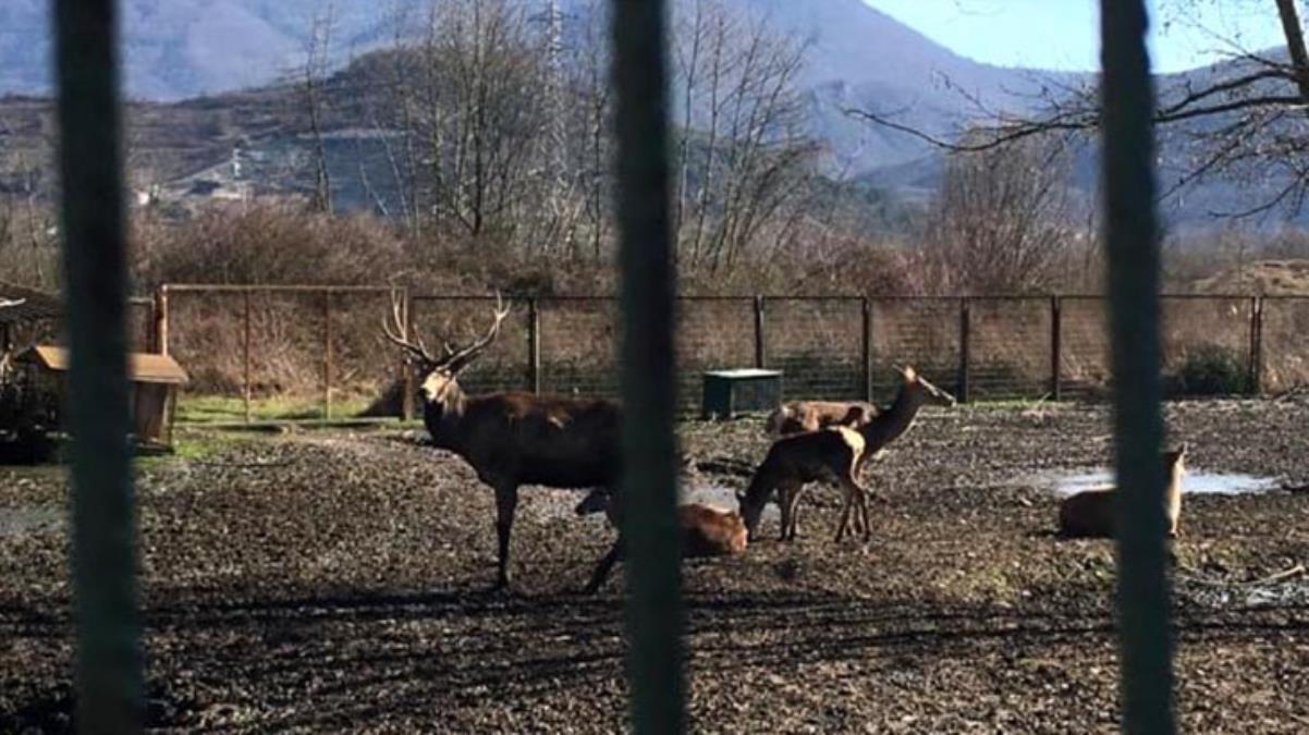 Hayvanat bahçesinden tüfekle öldürdükleri geyiği çalan iki kişi tutuklandı