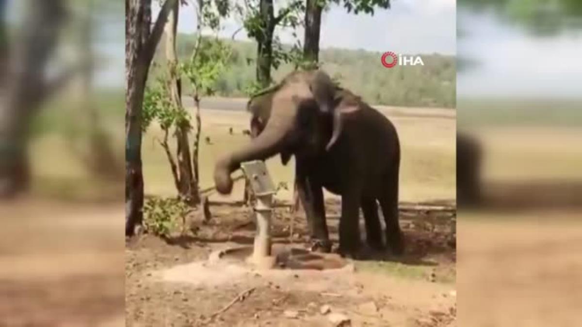 Hindistan'da doğal kaynak bulamayan filin su içmek için pompa kullanması gündem oldu