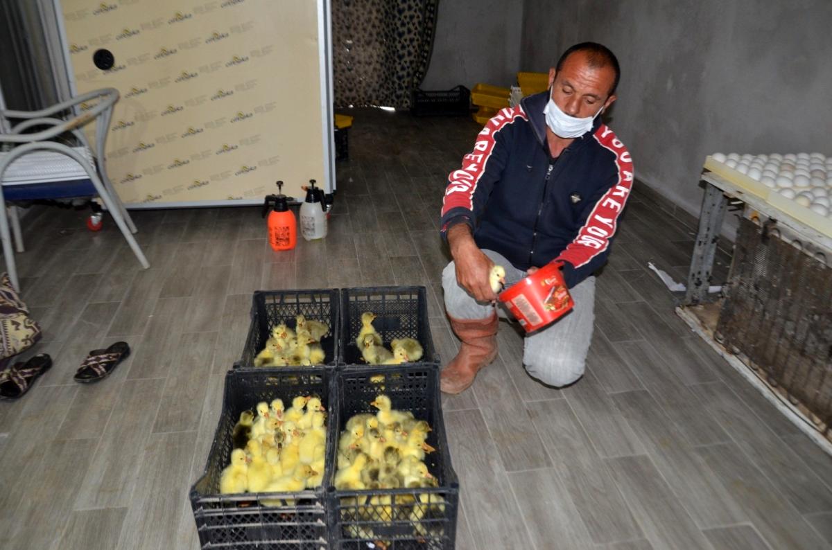 Hollanda'da turizm işini bırakıp Muş'ta kaz yetiştiriciliğine başladı, şimdi siparişlere yetişemiyor