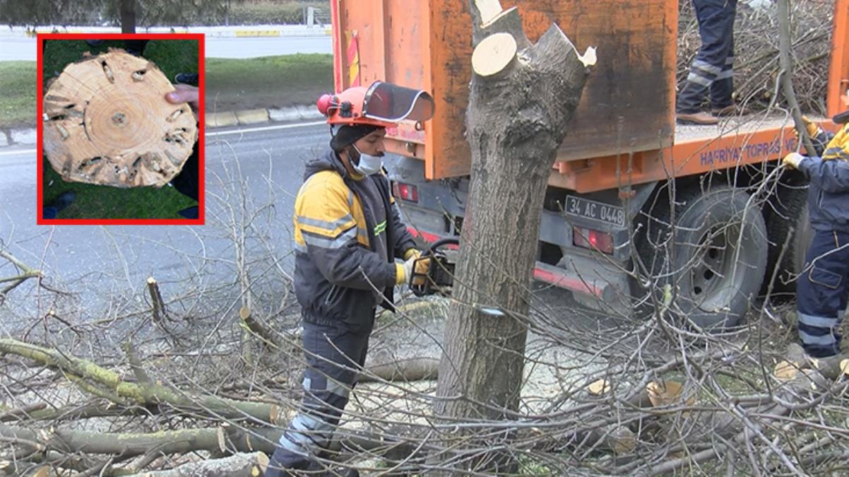 İstanbul'daki ağaçlarda Teke böceği tehlikesi! Yüzlercesinde yaşıyorlar
