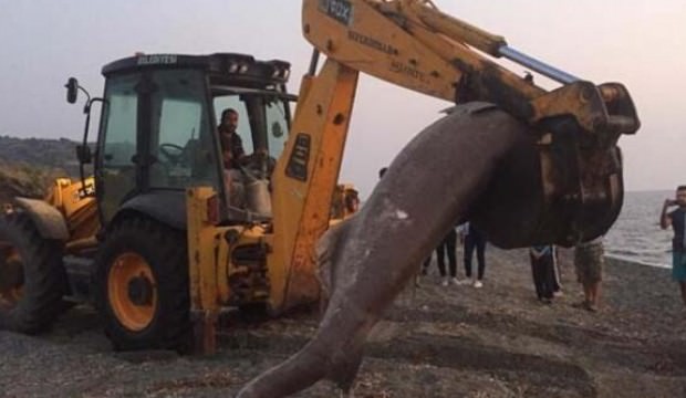İzmir'de karaya vurdu! Görenler şoke oldu