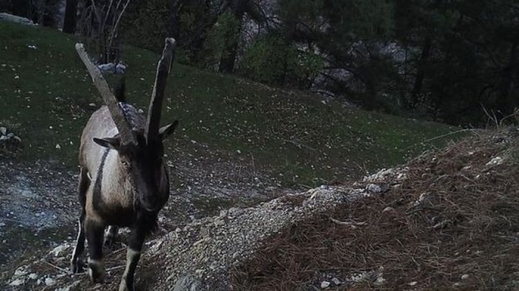 Kaçak dağ keçisi ve keklik avına ceza yağdı