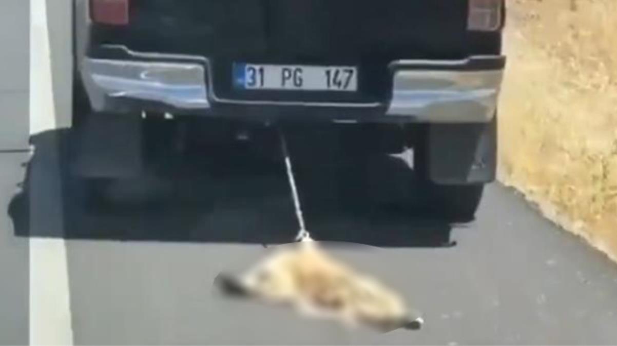 Kamyonun arkasına iple bağlanıp metrelerce sürüklenen köpeğin görüntüleri sosyal medyada tepki topladı