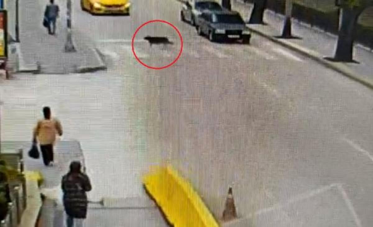 Kastamonu Emniyeti'nin 'yaya geçidini kullanan köpek' paylaşımı ilgi gördü
