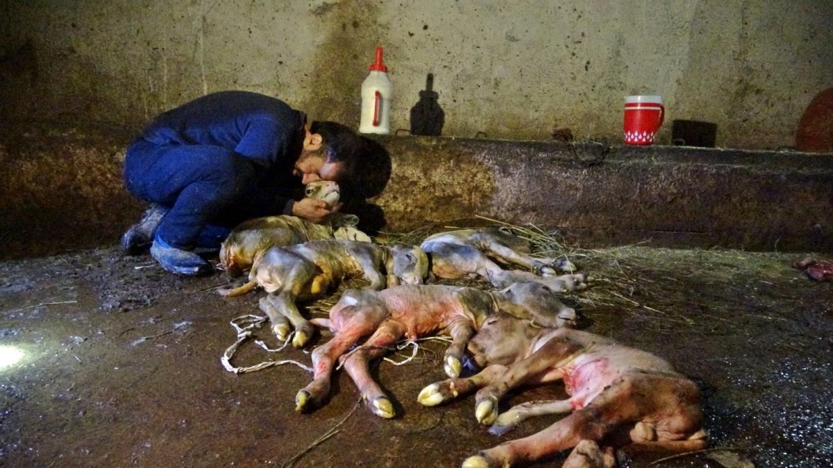 Kesilen inekten, 5 buzağı çıktı