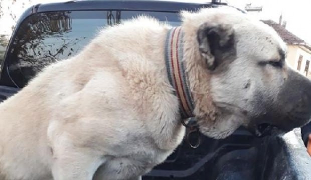 Köpek dövüştürürken suçüstü yakalandılar