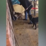 Köpeklere zulmeden bakıcı pes dedirtti!