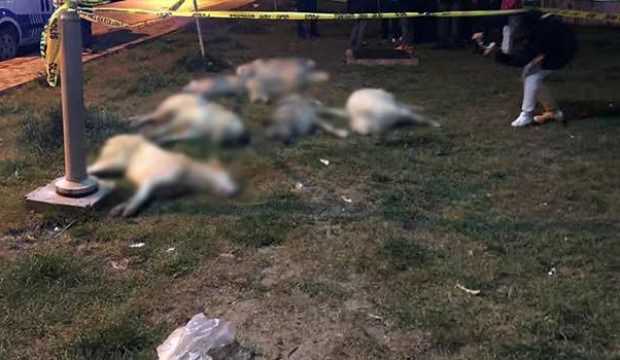 Köpekleri öldüren 3 kişi hakkında karar verildi! Ceza yağdı