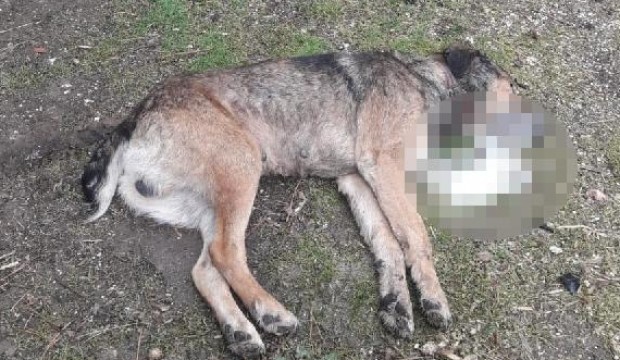 Köpekleri zehirleyip, döverek öldürdükten sonra koyun ve hindileri çaldılar