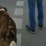 Köpekten insanlara trafik ışığı dersi