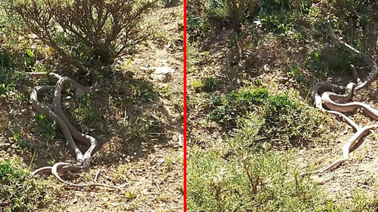 Köy sakini anında telefonuna sarıldı! Yılanların dansı görenleri şaşırttı