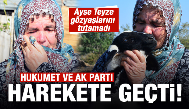 Koyunları çalınan Ayşe Teyze'ye destek yağıyor!
