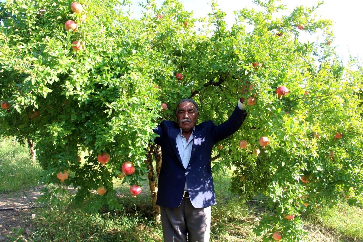 Kuraklıktan etkilenmeyen Zivzik narı, ülke ekonomisine 40 milyon TL gelir sağlayacak
