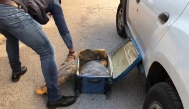 Mersin’de balina kusmuğu operasyonu: 2 gözaltı
