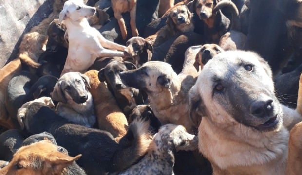 Mersin'e sokulmak istenilen bir kamyon köpek geri gönderildi