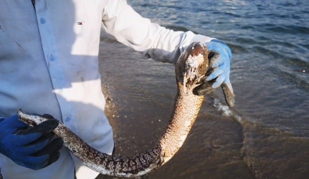 Muğla'da sahile vurdu görenler ne olduğunu anlayamadı