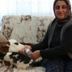 Prematüre buzağıya evinde bakıyor