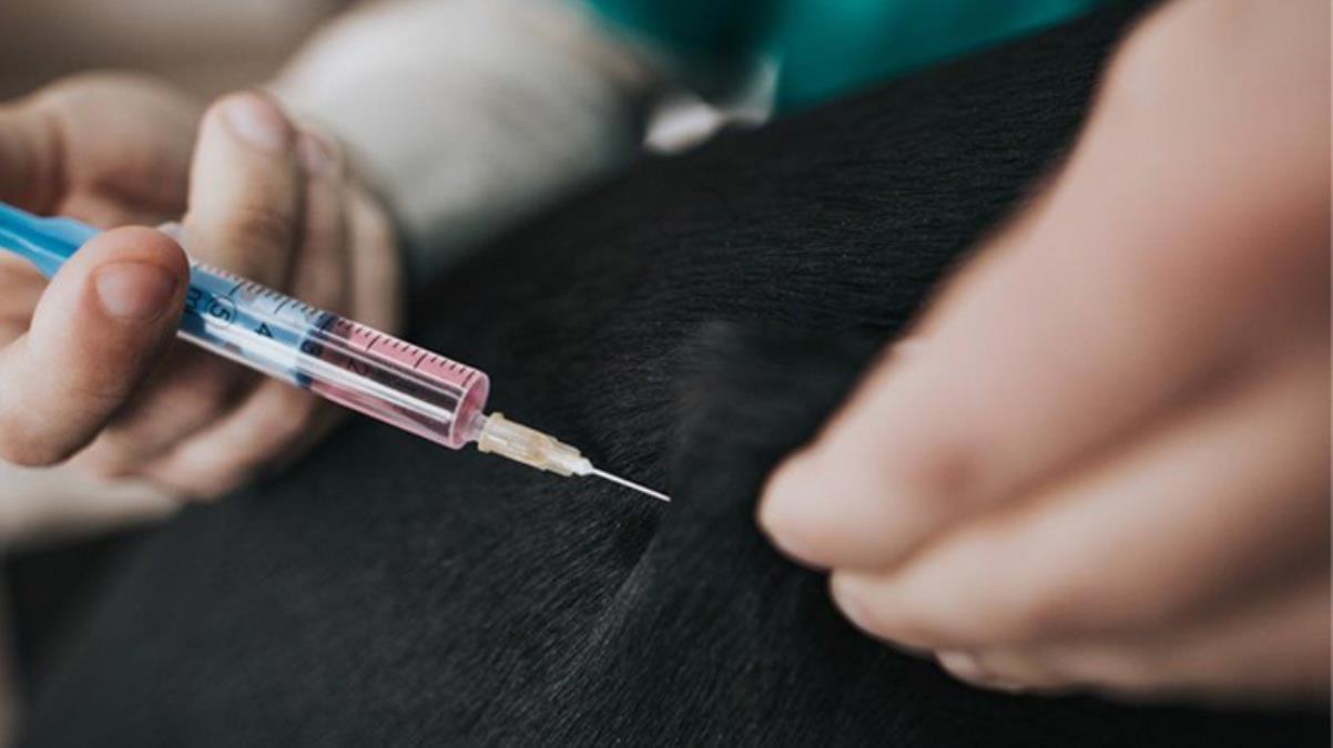Rusya hayvanlara koronavirüs aşısı uygulamaya başladı! 6 ay boyunca bağışıklık sağlıyor