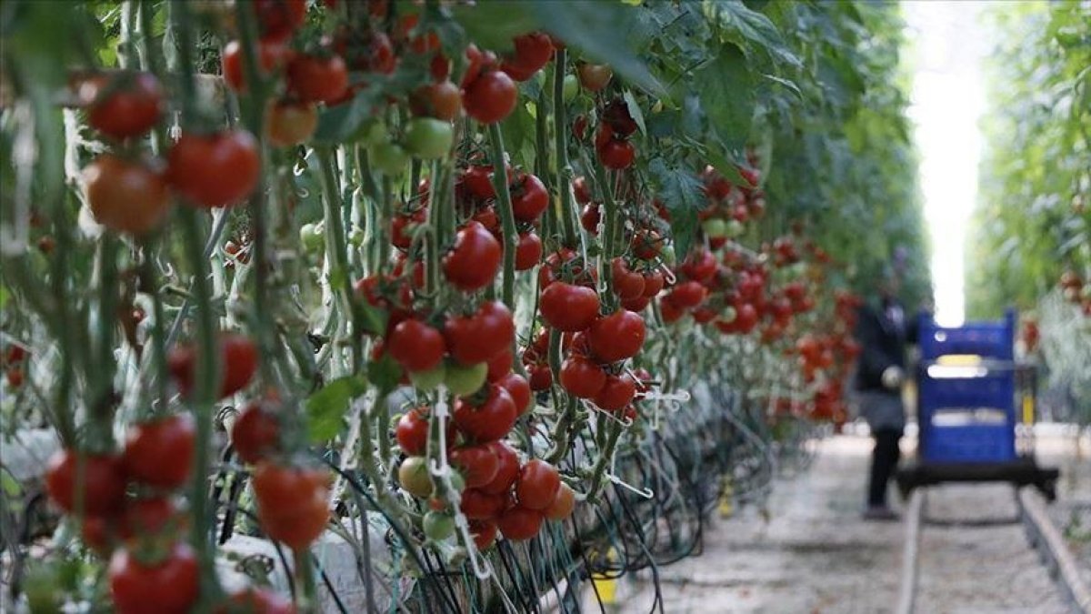 Rusya'nın domates kotasını artırması ihracatçıları sevindirdi