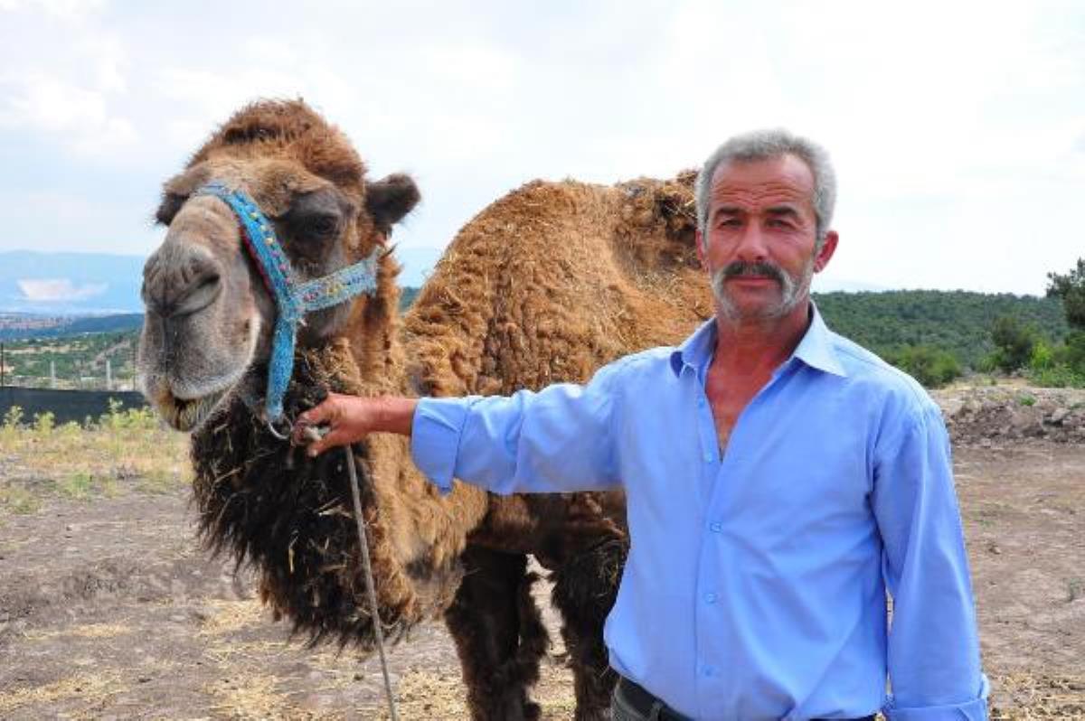Şampiyon dövüşçü deve kurban için 40 bin liradan satışa çıktı