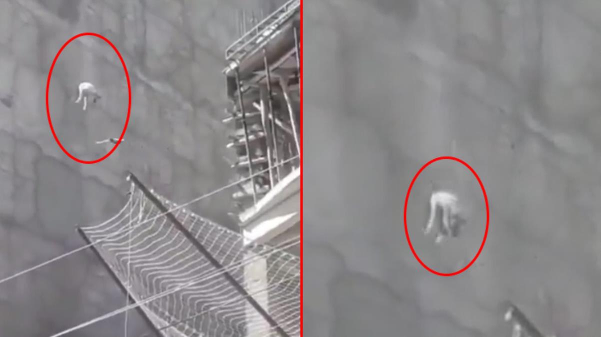 Şanlıurfa'da vahşet! Acı içinde havlayan köpeği 7. kattan aşağı attılar