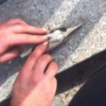 Serçenin hayatını kalp masajı yaparak kurtardı