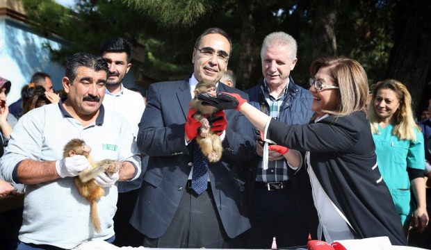 Sevimli makak maymunu yavrularının isimleri belirlendi