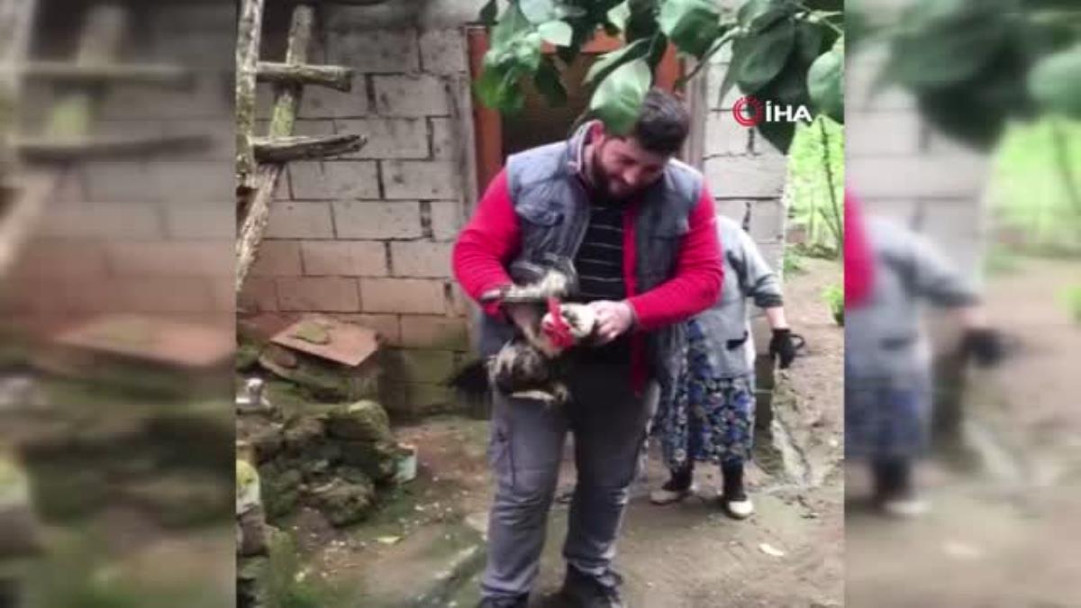 Son dakika... 'Anne' diye bağıran horozun sahibi konuştu: ' Biz kesemeyiz kendi ne zaman ölürse artık'