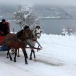 Son dakika: Bolu'da Abant Tabiat Parkı'ndaki atlar karantinaya alındı