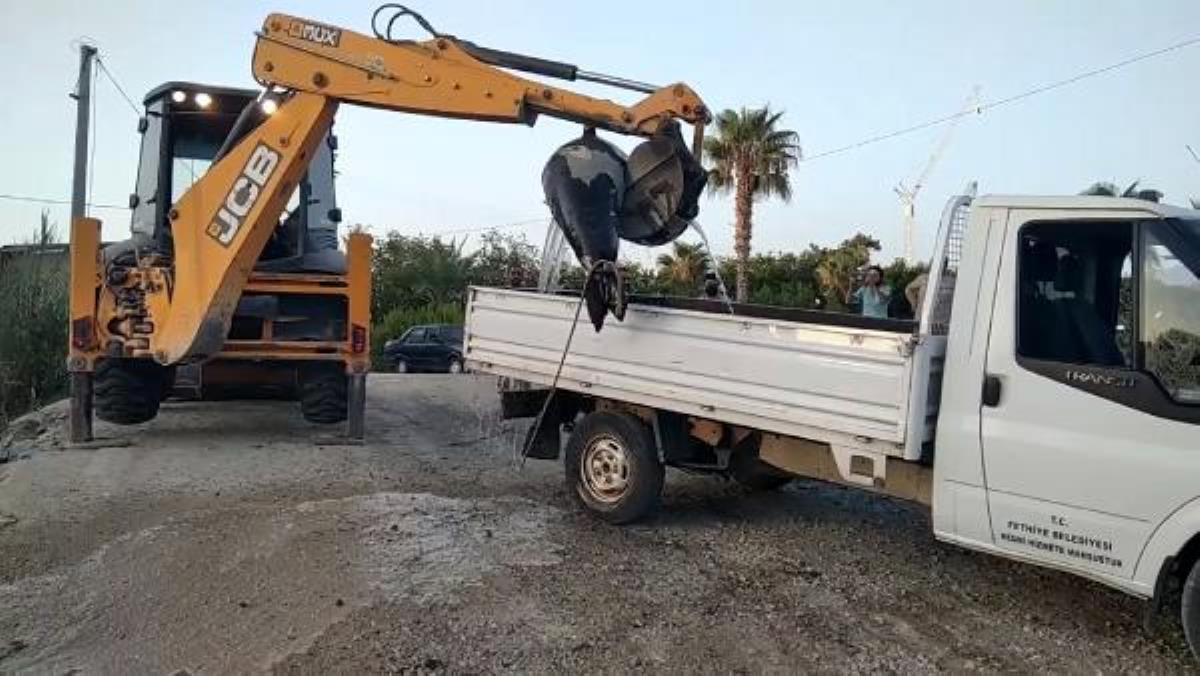 Son dakika haberi: FETHİYE'DE 300 KİLO AĞIRLIĞINDA ÖLÜ FOK BULUNDU