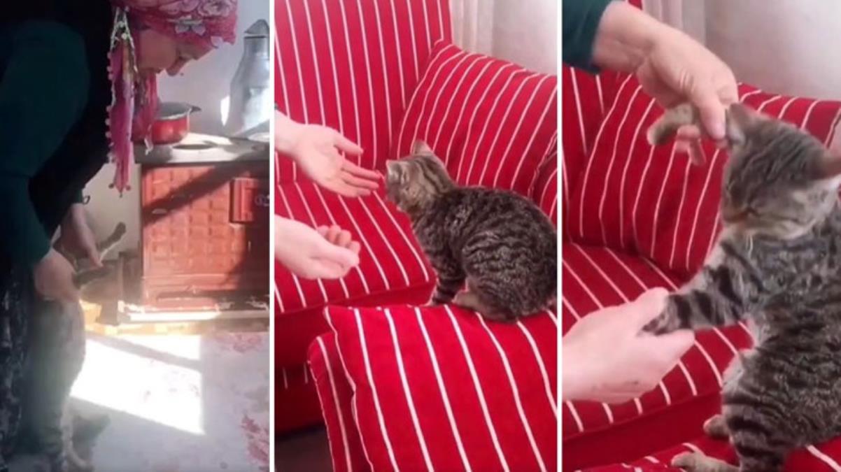 Teyze herkesi kendine hayran bıraktı! Kediyi sevme şekli izleyenlerin içini ısıttı