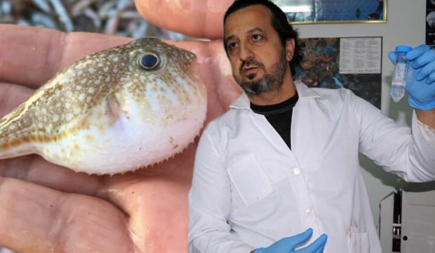 Türkiye'de balon balıkları üzerinde çığır açacak buluş