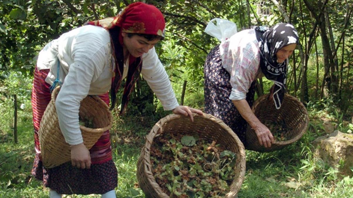 Üreticiler, dört gözle Cumhurbaşkanı Erdoğan'ın fındık taban fiyatını açıklamasını bekliyor