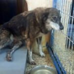 Vicdansızlar! Silahla vurulan köpek felç oldu